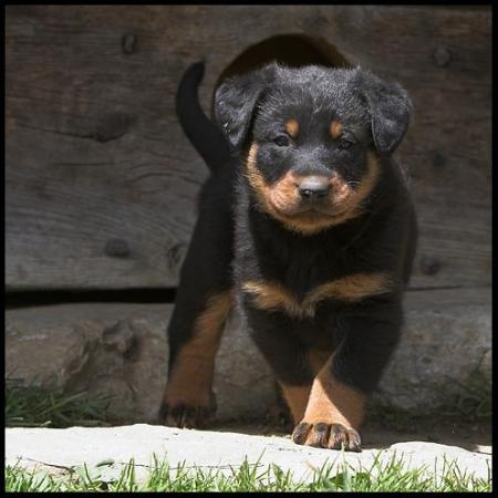 Chiot Rottweiler