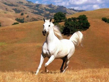 le pur sang arabe