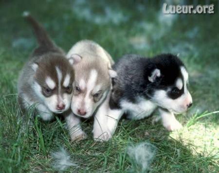 Bébés huskys trop mimi.....