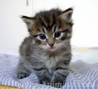 Chaton