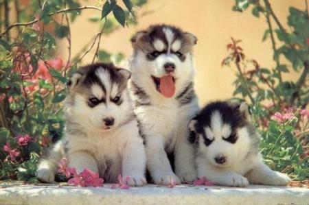 Jeunes husky.....j'ador cette race de chien et j'en voudrai un plus tard.....