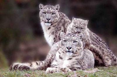 Quelle belle famille de léopard de neiges....