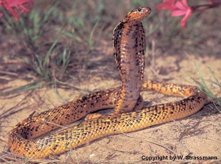 Cobra ( peut mesuré jusk'a 5,50m environs).....j'ador les serpents se sont de beau reptiles...