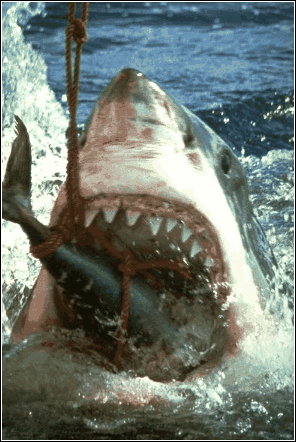 Le monstre des mers et affamé......