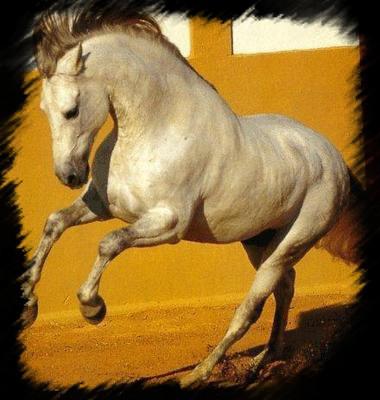 Race Espagnol....
