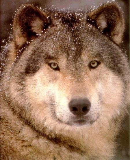 Le loup
