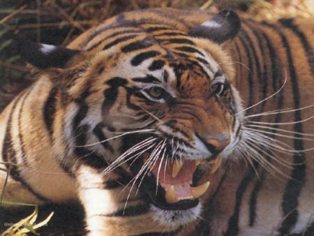 Tigre du Bengal