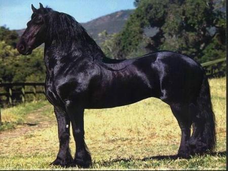 Cheval Majestieu: le Frison